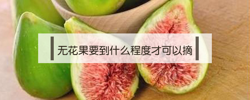 無花果要到什么程度才可以摘