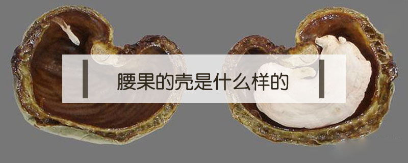 腰果的殼是什么樣的