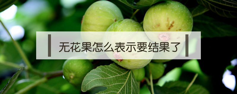 無花果怎么表示要結(jié)果了