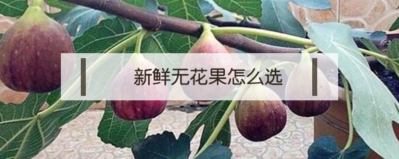 新鮮無花果怎么選