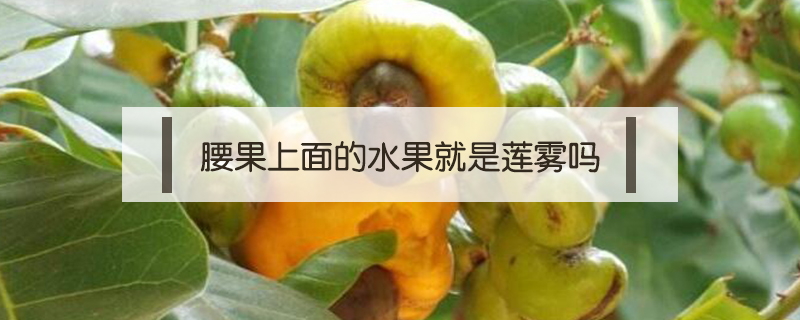 腰果上面的水果就是蓮霧嗎