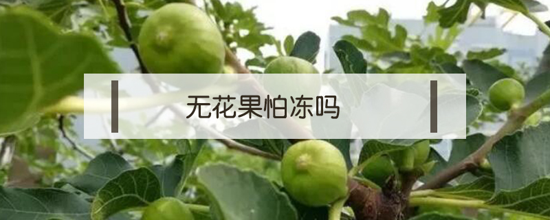 無(wú)花果怕凍嗎