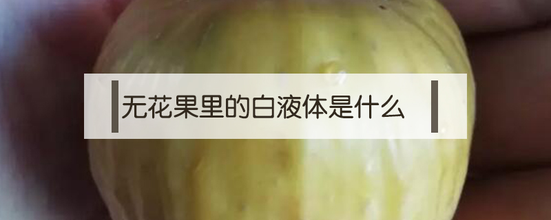 無花果里的白液體是什么