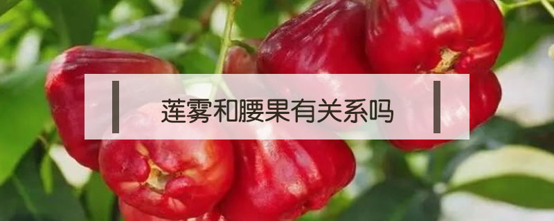 蓮霧和腰果有關系嗎
