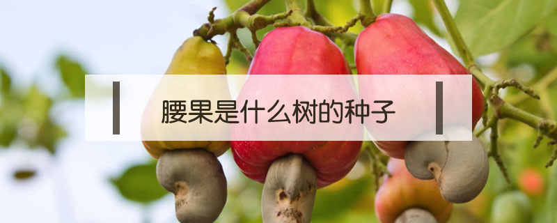 腰果是什么樹的種子