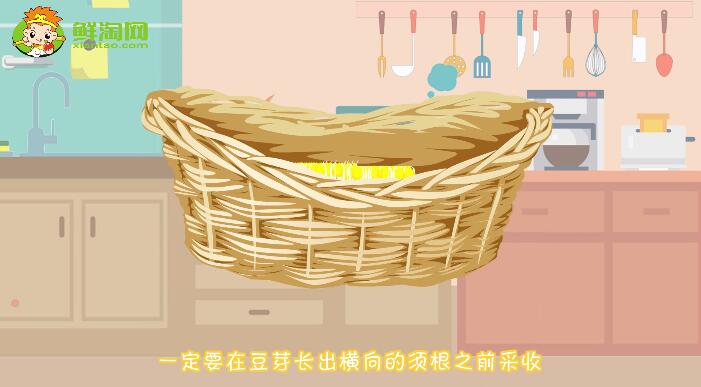 綠豆芽怎么發又粗又快