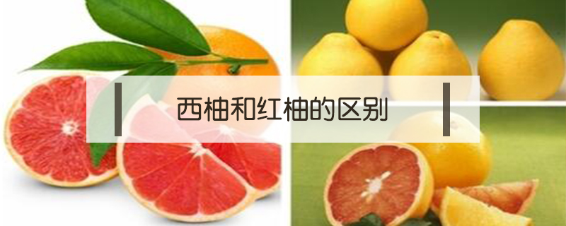西柚和紅柚的區別