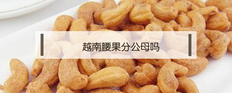 越南腰果分公母嗎