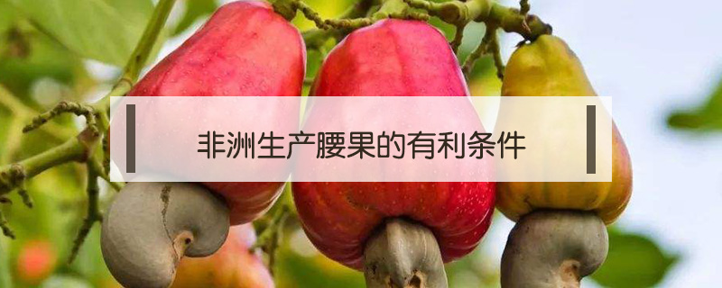 非洲生產(chǎn)腰果的有利條件