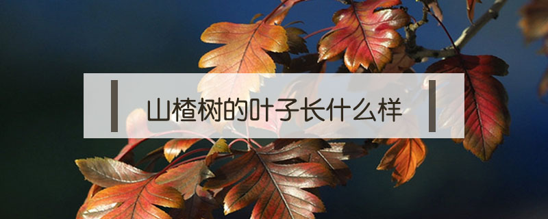 山楂樹的葉子長什么樣