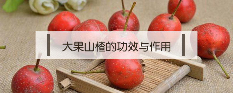 大果山楂的功效與作用