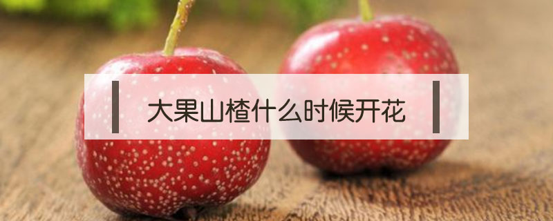 大果山楂什么時(shí)候開(kāi)花