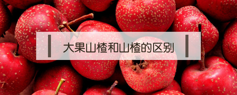大果山楂和山楂的區別