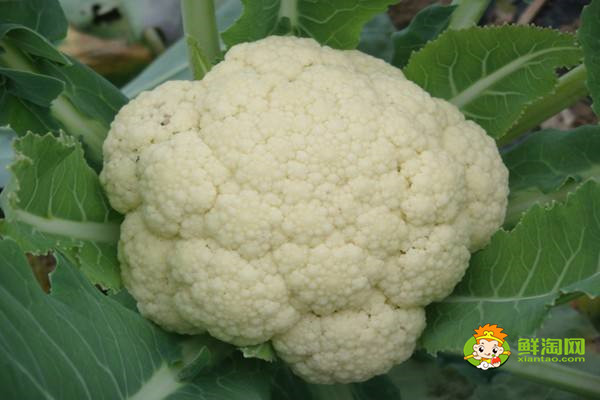 花菜臟的地方怎么清，花椰菜怎么洗干凈