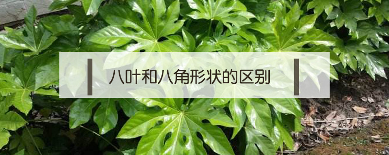 八葉和八角形狀的區別