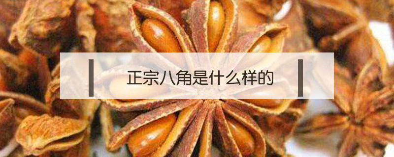 正宗八角是什么樣的
