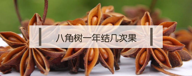八角樹一年結幾次果