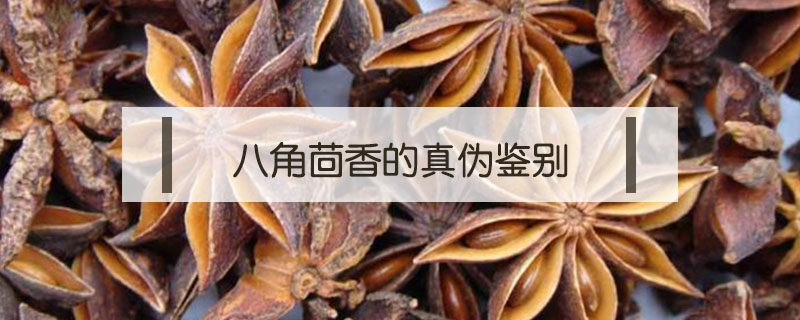 八角茴香的真偽鑒別