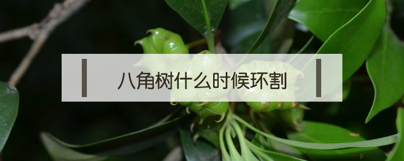 八角樹什么時候環割