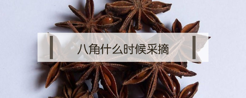 八角什么時候采摘