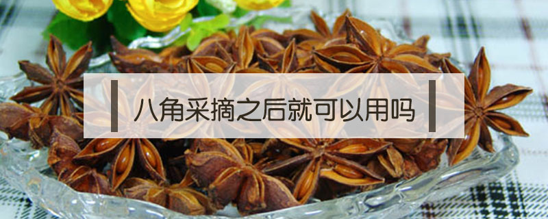 八角采摘之后就可以用嗎