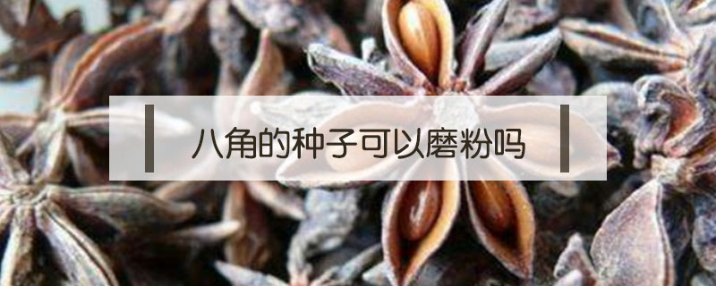 八角的種子可以磨粉嗎