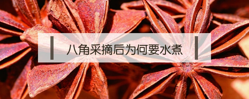 八角采摘后為何要水煮