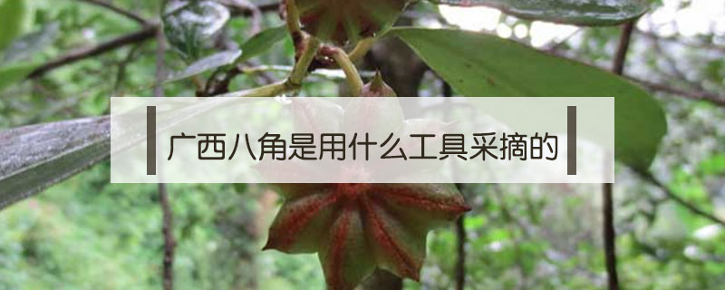 廣西八角是用什么工具采摘的