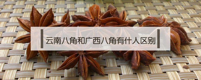 云南八角和廣西八角有什人區(qū)別