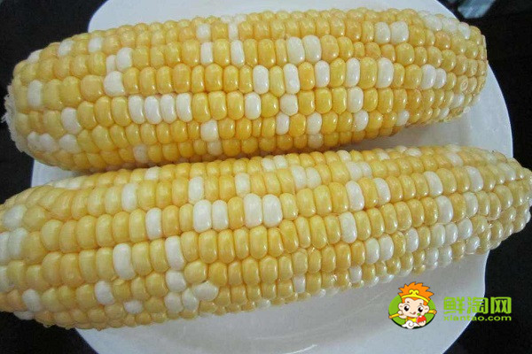 烤箱烤玉米可以不煮嗎,火烤玉米要多久