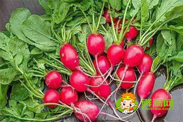 炒紅蘿卜要放什么調料,紅蘿卜做餡兒和什么是絕配
