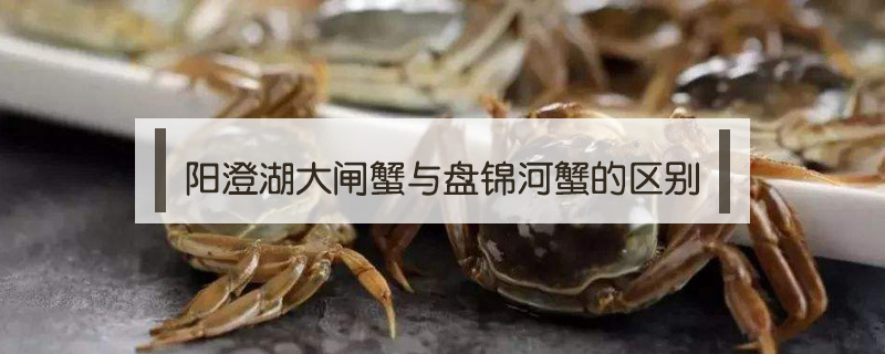 陽澄湖大閘蟹與盤錦河蟹的區別