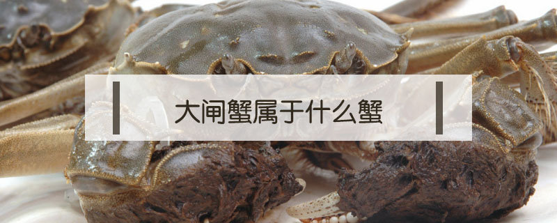 大閘蟹屬于什么蟹