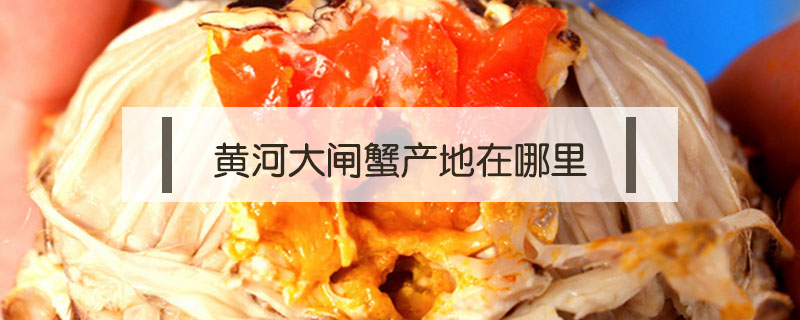 黃河大閘蟹產地在哪里