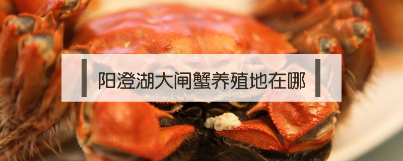 陽(yáng)澄湖大閘蟹養(yǎng)殖地在哪