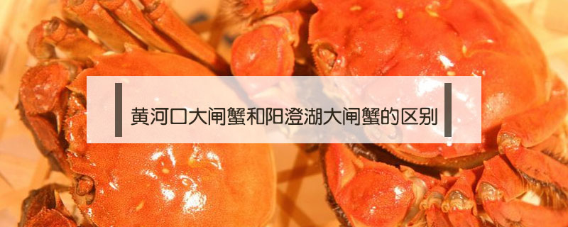 黃河口大閘蟹和陽(yáng)澄湖大閘蟹的區(qū)別
