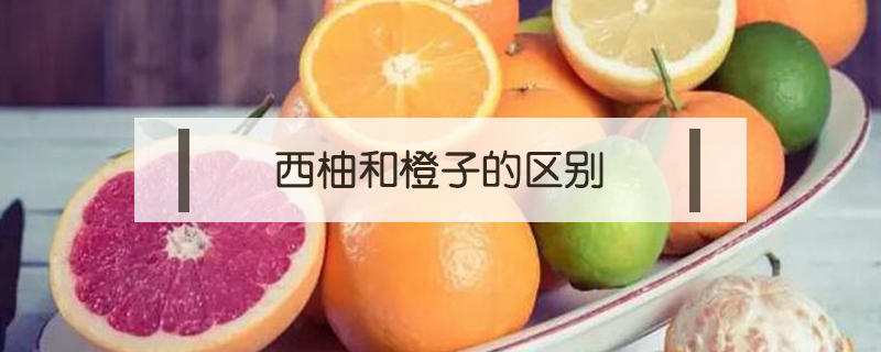 西柚和橙子的區別