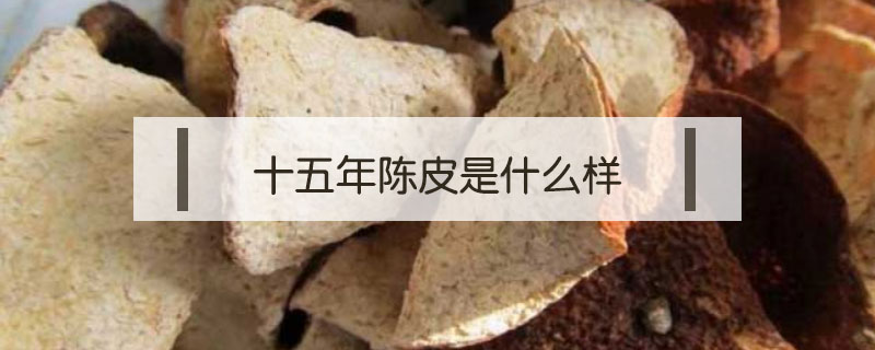 十五年陳皮是什么樣
