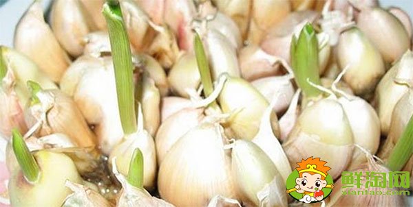 大蒜發芽能吃嗎，大蒜種植時間和方法