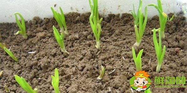 大蒜發芽能吃嗎，大蒜種植時間和方法