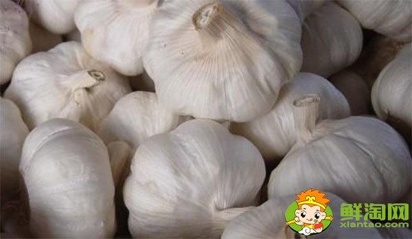 金鄉(xiāng)大蒜最新價(jià)格，一九年下半年大蒜行情