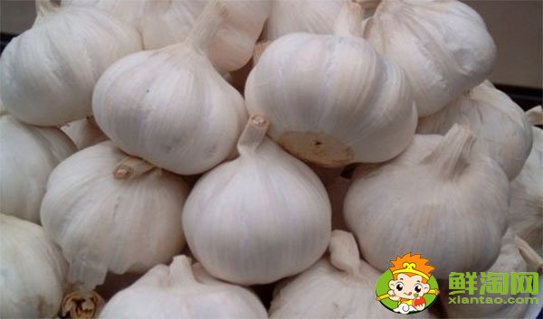 金鄉(xiāng)大蒜最新價(jià)格，一九年下半年大蒜行情