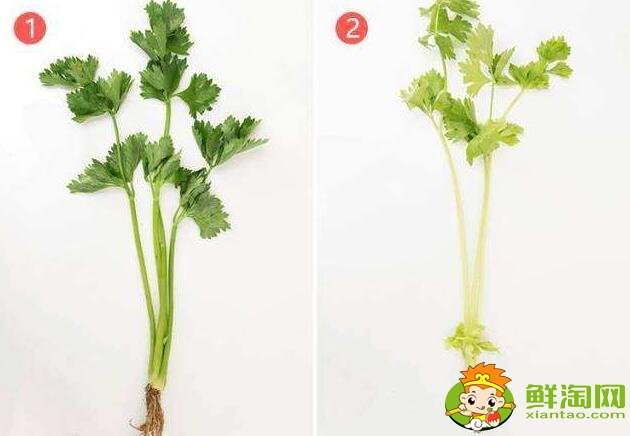 芹菜怎么處理比較脆，芹菜怎么處理沒(méi)有筋