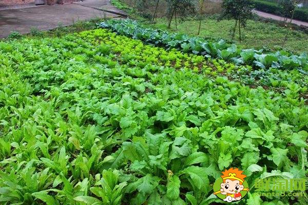 哪個(gè)季節(jié)青菜最多，什么蔬菜冬天凍不死