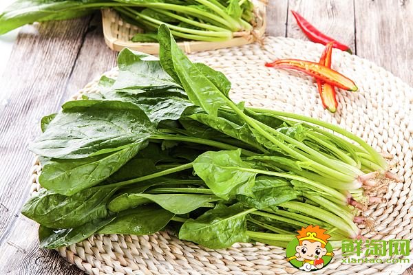 哪個(gè)季節(jié)青菜最多，什么蔬菜冬天凍不死