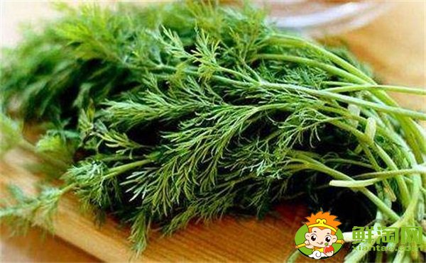 茴香菜的功效與作用及食用方法,哪些人不適合吃茴香菜