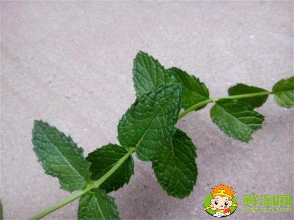 大葉香菜和小葉香菜的區別,大葉十香菜和小葉十香菜哪種好