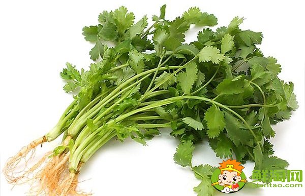 大葉香菜和小葉香菜的區別,大葉十香菜和小葉十香菜哪種好