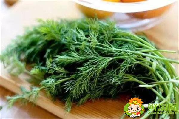 茴香菜可以曬干嗎，茴香為什么晚上不能吃