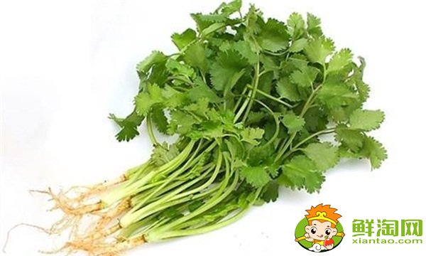 香菜怎么保存新鮮不爛,冬瓜木耳香菜湯可以減肥嗎